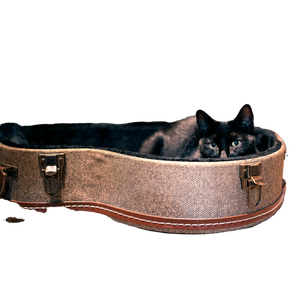 A Black Cat Comfortably Resting In An Open Guitar Case, Indoors. 18209 - Cat PNG image with transparent background